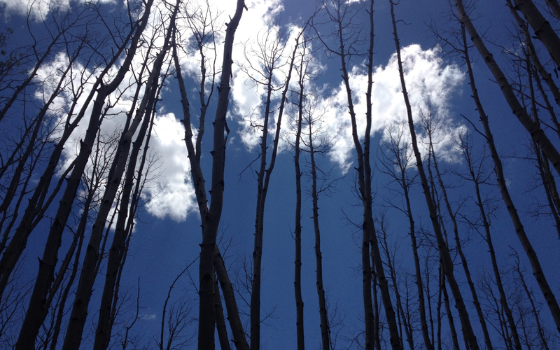 Trembling aspens in Arizona, not making it through the drought / William Anderegg